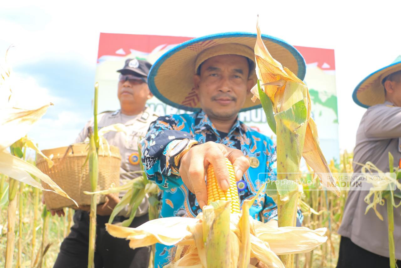 Perkuat Ketahanan Pangan, Pemkot Madiun Bersama Polri dan Forkopimda Gelar Panen Jagung