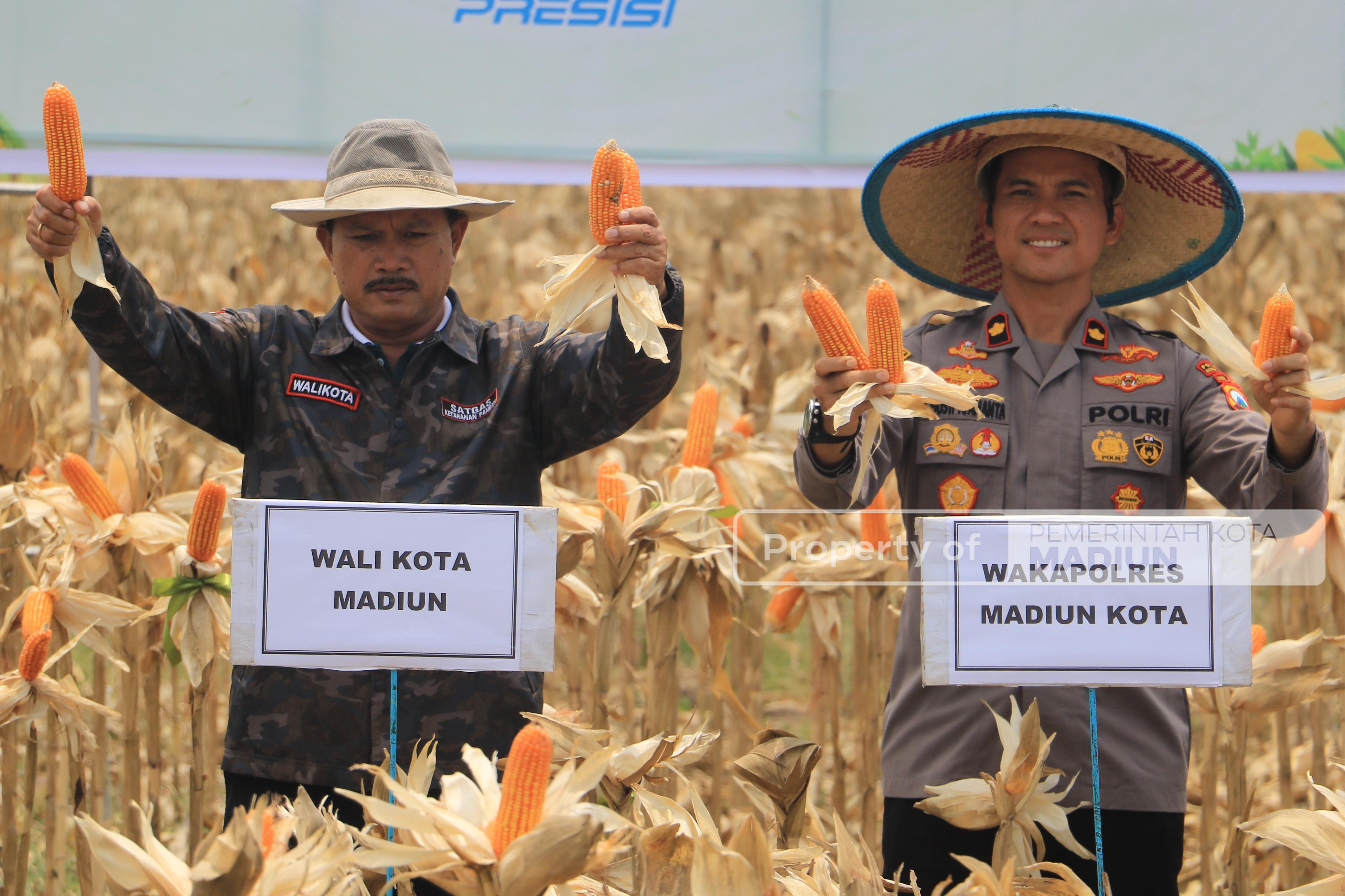 Sinergi Pemerintah dan Polri Perkuat Ketahanan Pangan Lewat Panen Raya Jagung Serentak Kuartal III